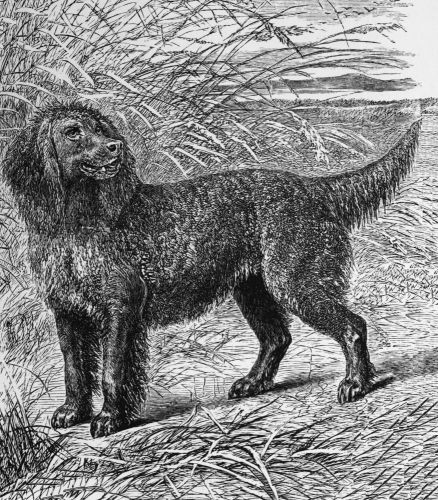 irish-water-spaniel