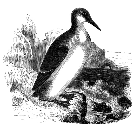 guillemot