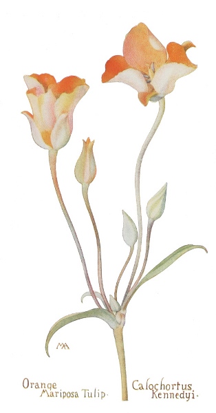 orange-tulip