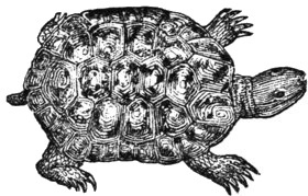 tortoise