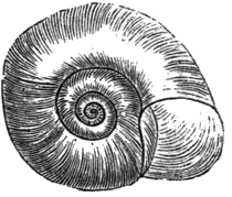 ramshorn snail illustration