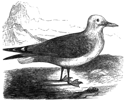 kittiwake gull drawing