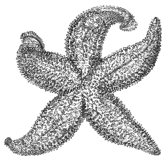 starfish