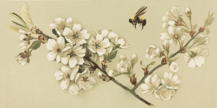 honey-bee-cherry-blossoms