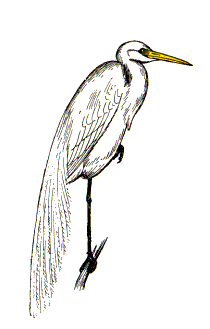 American-egret