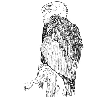 bald-eagle