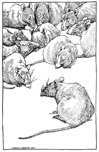 rats