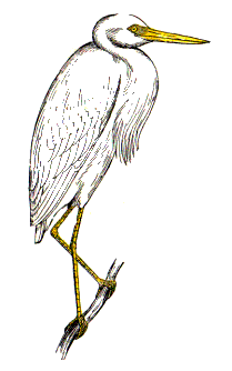 white-heron