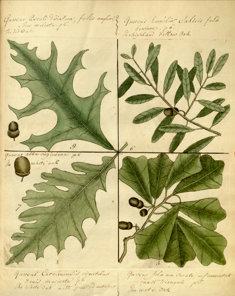 oak-leaves