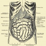 vintage abdomen drawing