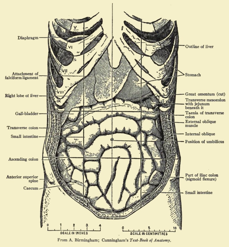 vintage abdomen drawing