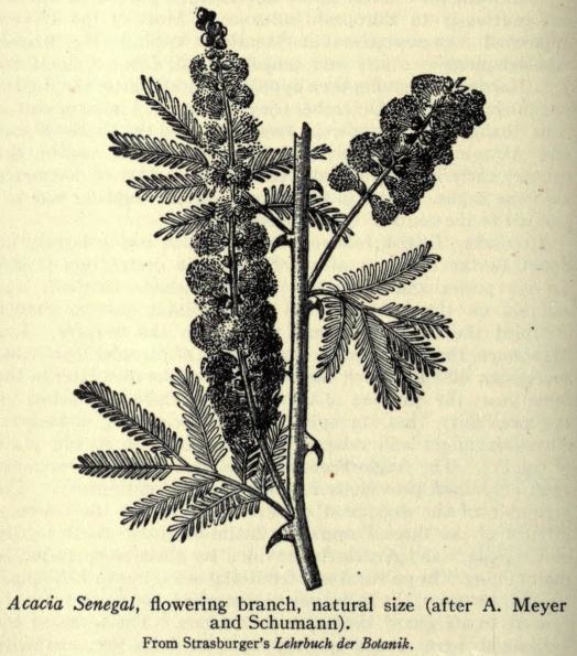 Acacia Senegal Tree Branch Drawing