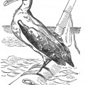 vintage albatross drawing