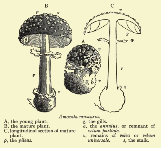 amanita