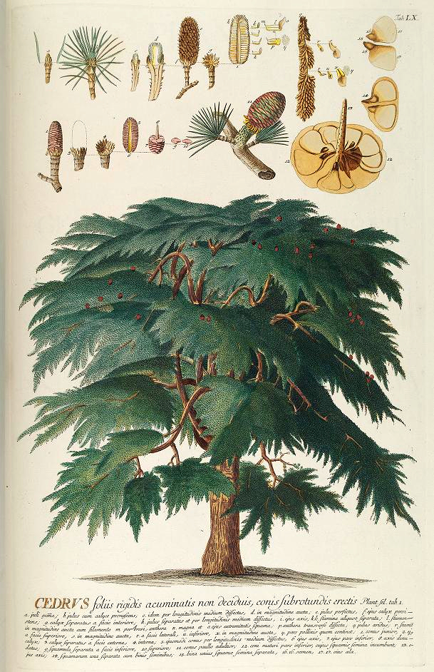cedar-tree-ehret