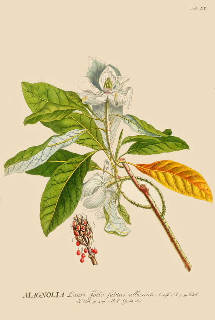 magnolia-ehret