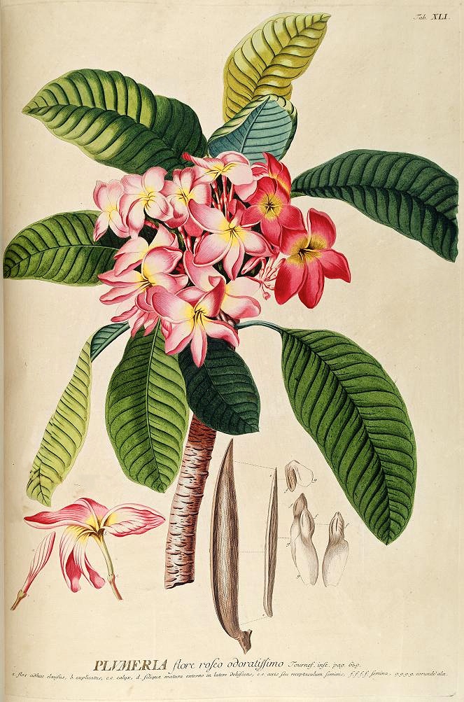 plumeria-ehret