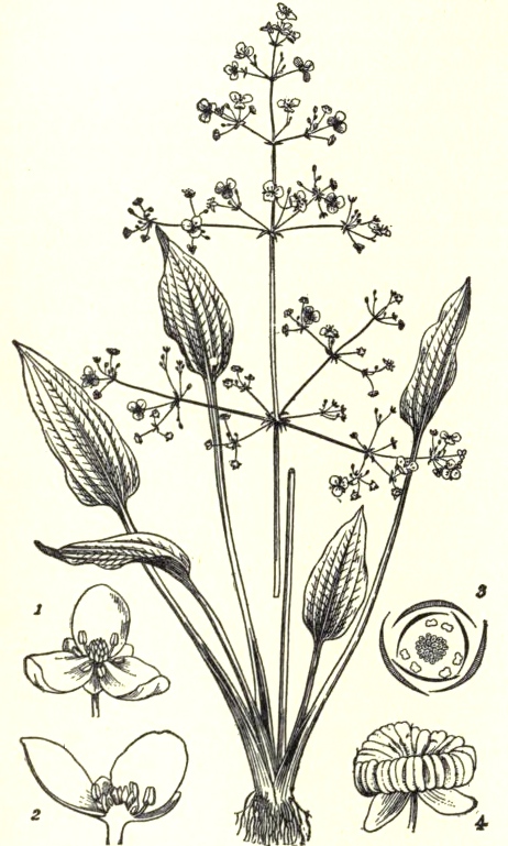 water-platain