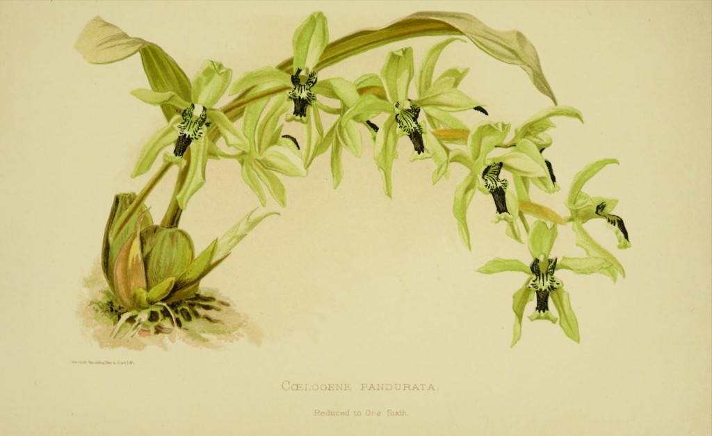 Coelogyne-pandurata