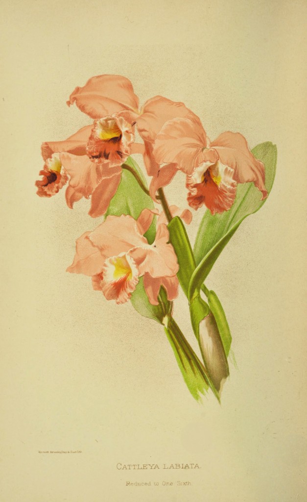 cattleya-labiata