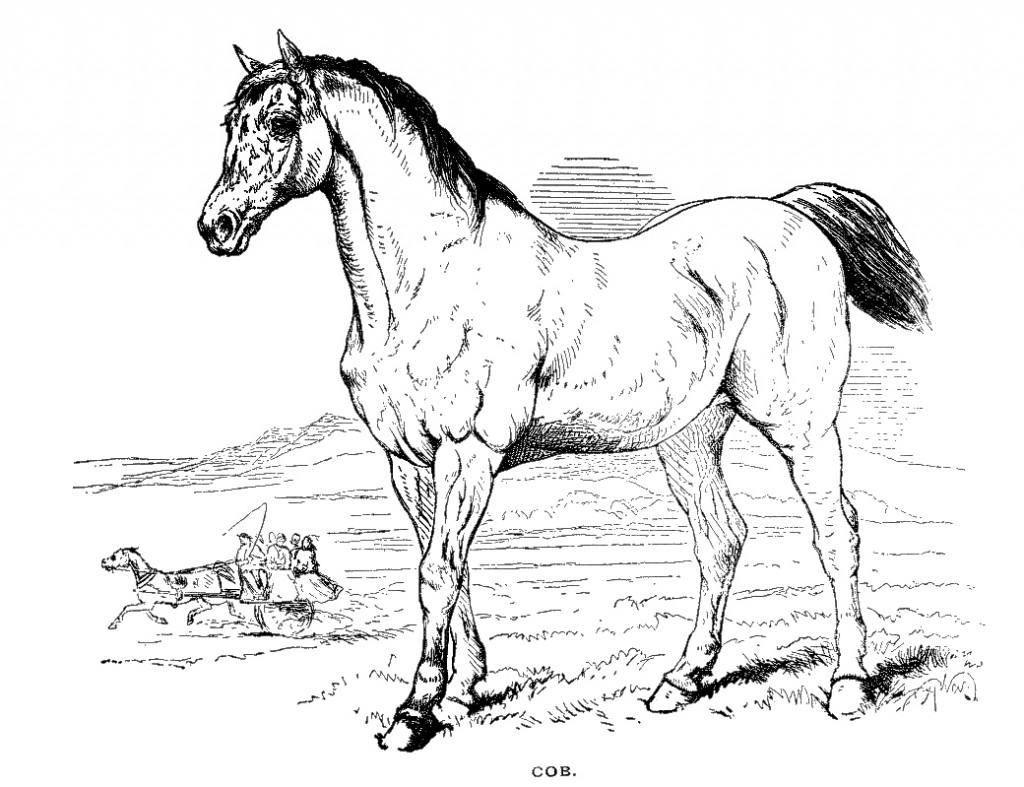 cob-horse