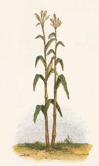 corn-stalk