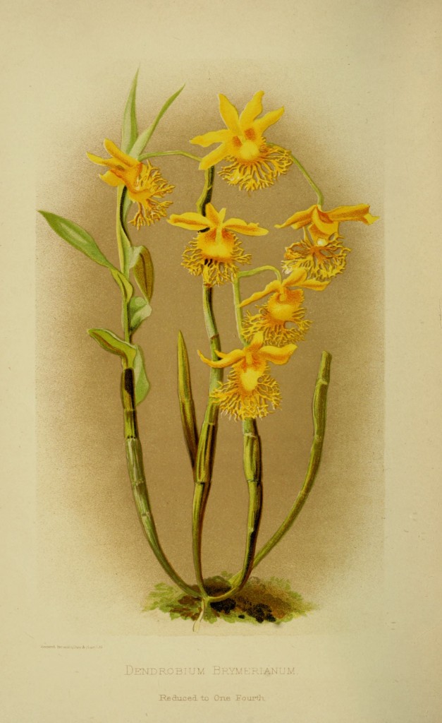 dendrobium-brymerianum