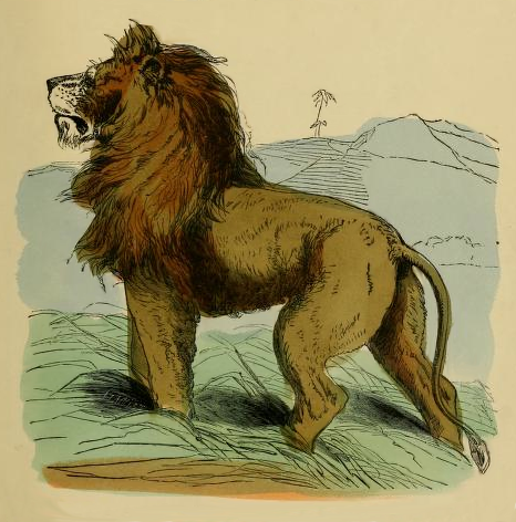 lion