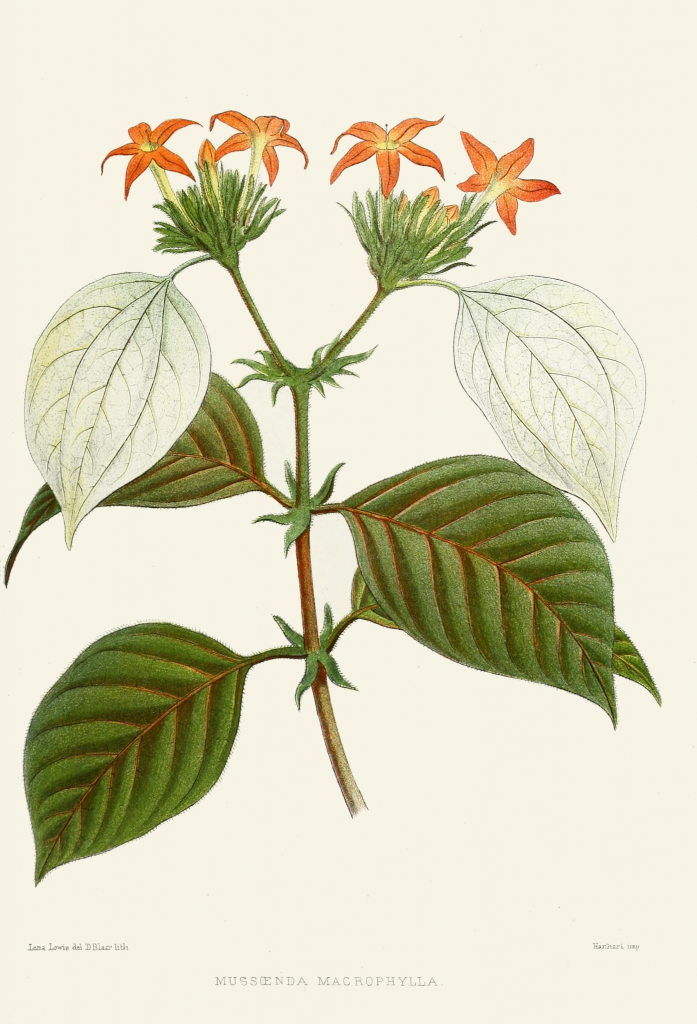 mussaenda-macrophylla