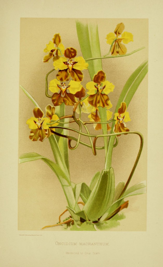 oncidium-macranthum