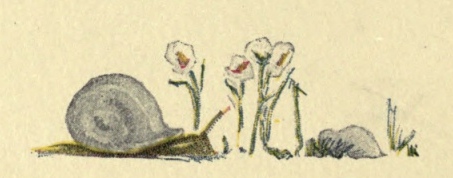 snail-flowers