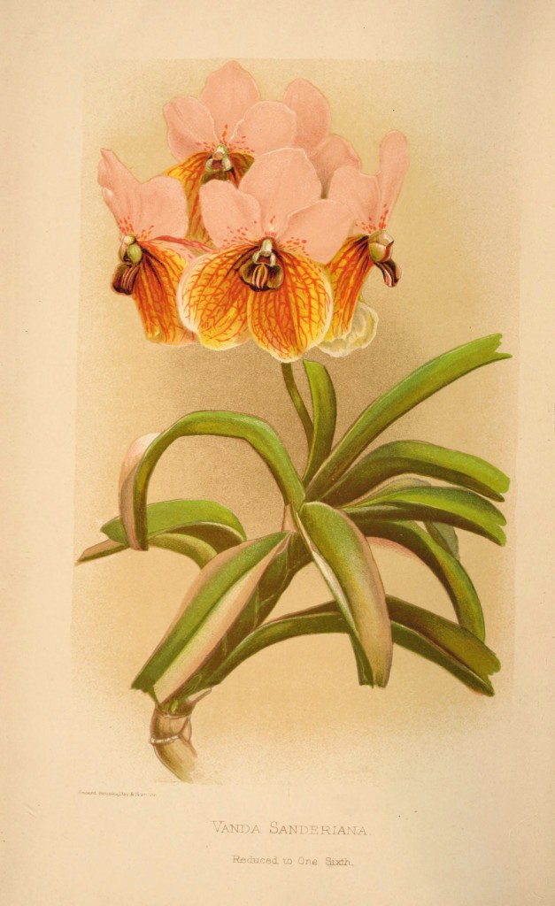 vanda-sanderiana