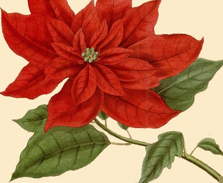 poinsettia