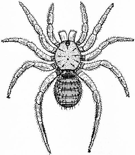 malaysian-spider