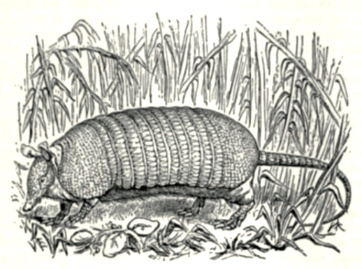 armadillo