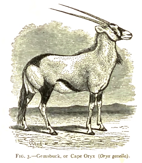 cape-oryx-drawing
