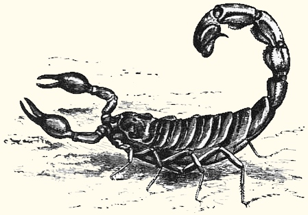 desert-scorpion