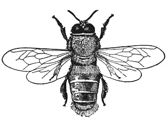 drone-bee