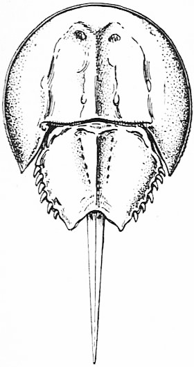 horseshoe-crab