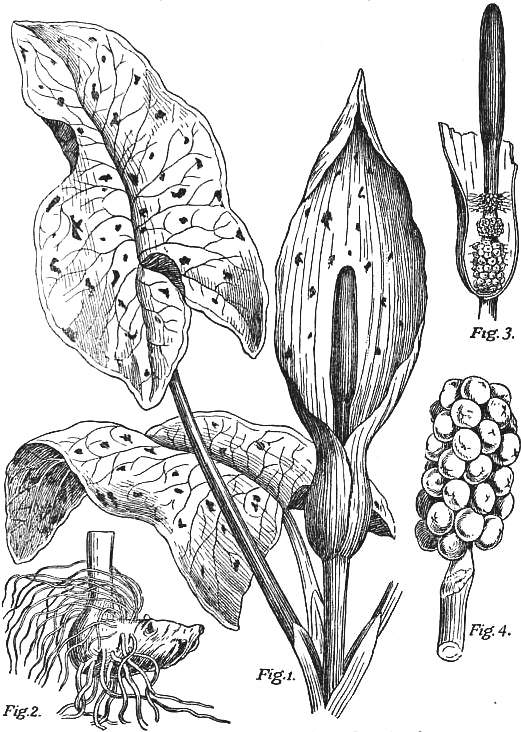 jack-in-the-pulpit