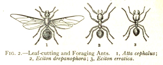 leaf-cutting-ants