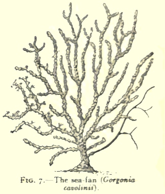 sea-fan