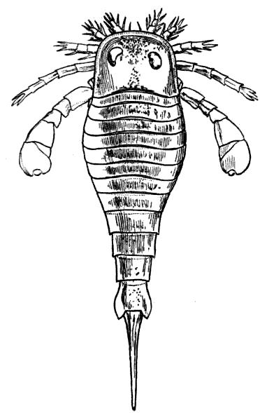 sea-scorpion