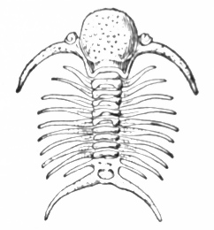 trilobite-3