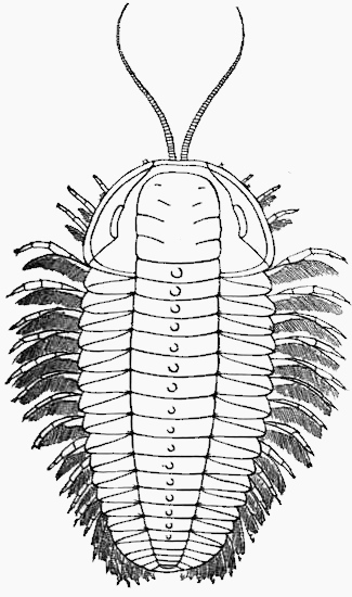 trilobite-dorsal