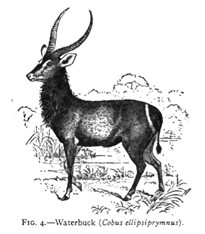 waterbuck