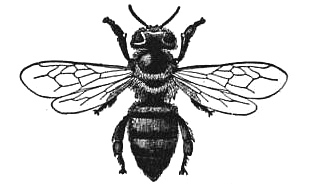 worker-bee