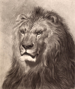 lion face drawing