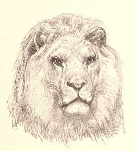 stunning lion head drawing and portrait