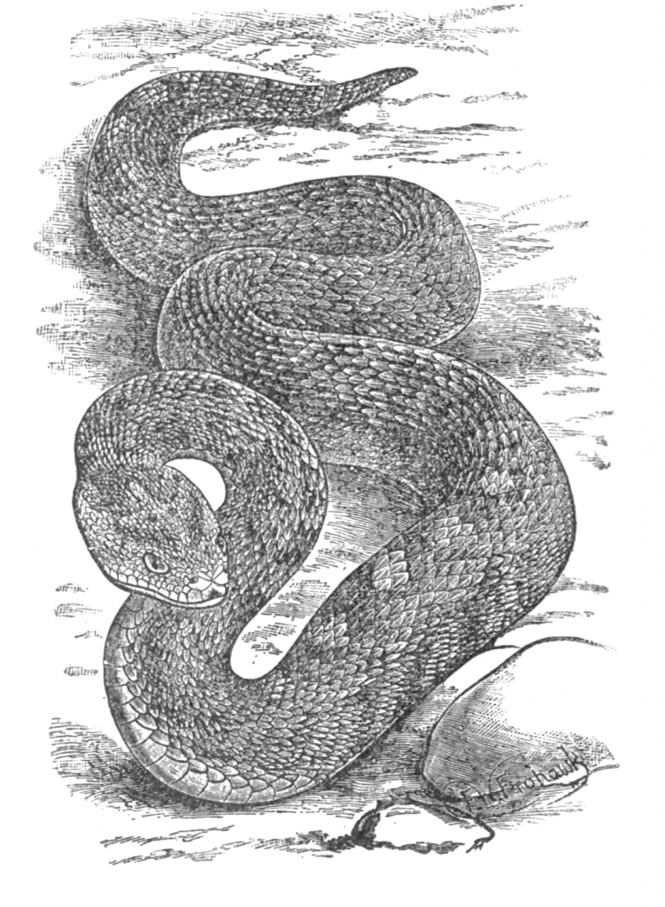 Indian Krait - Vintage viper drawing